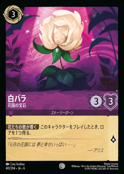 画像1: 白バラ 花園の宝石(40/204-6)  【C】 (1)